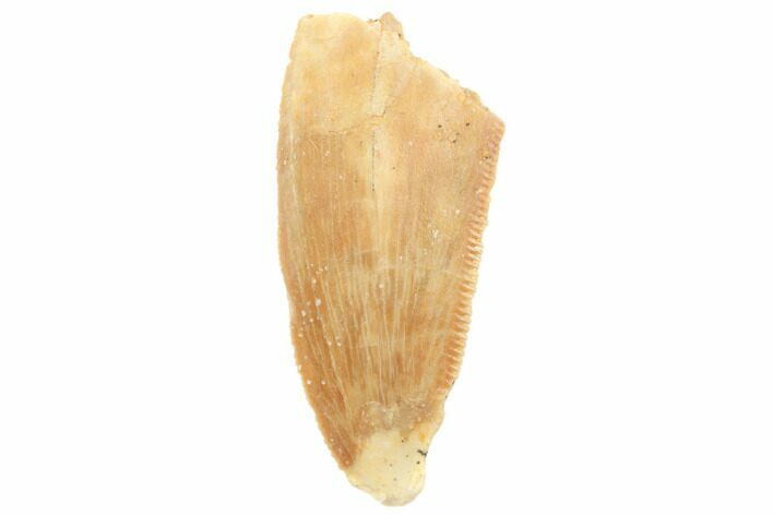 Serrated, Raptor Tooth - Real Dinosaur Tooth #196431